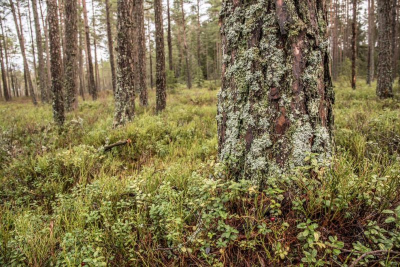 Typischer Wald in Småland